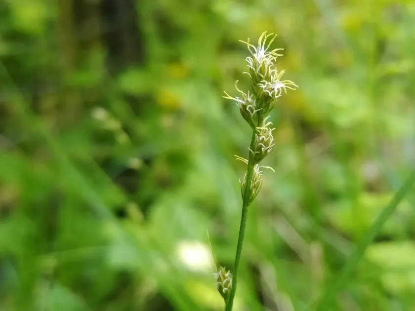 Leers' sedge