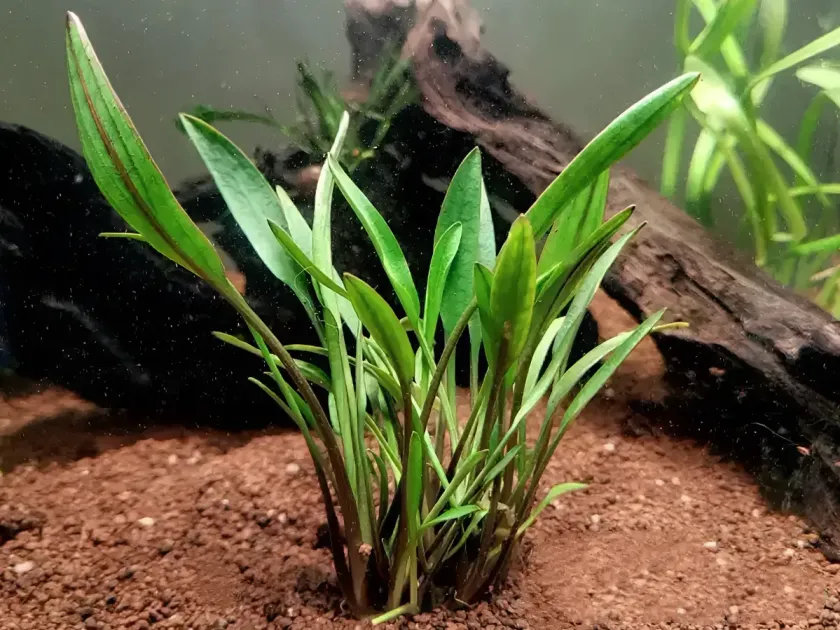 Cryptocoryne nevillii