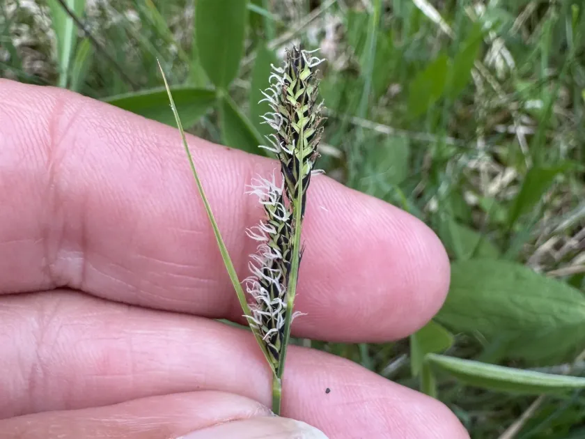 Hartman's sedge