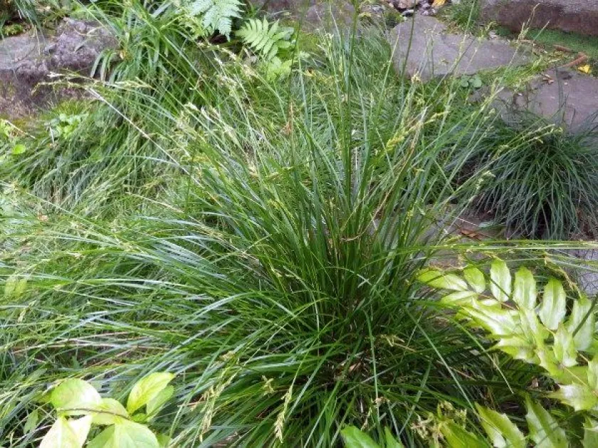 Senda sedge