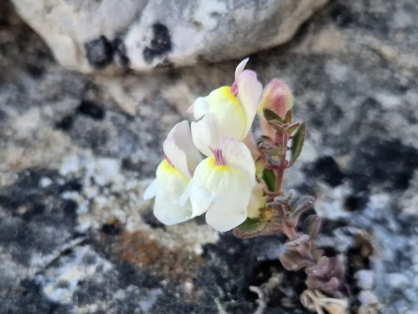 Antirrhinum pulverulentum