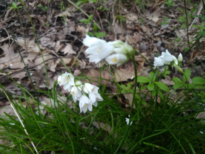 Allium zebdanense
