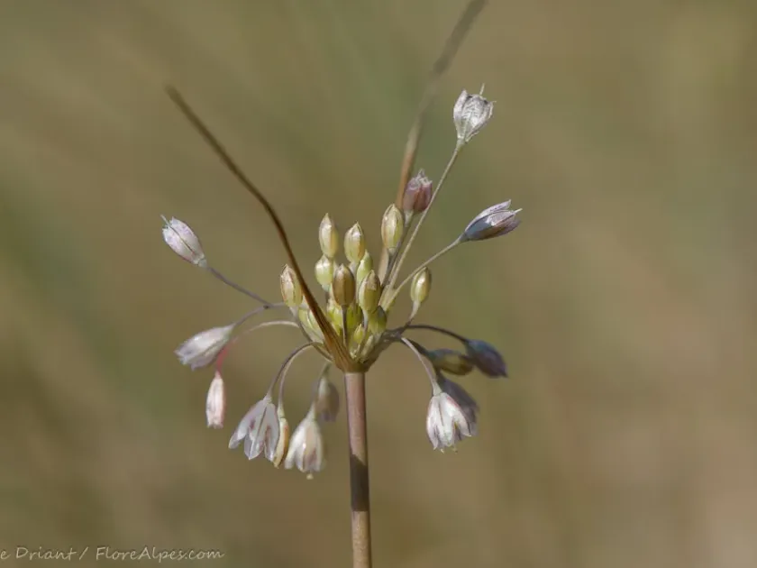 Savi's Onion