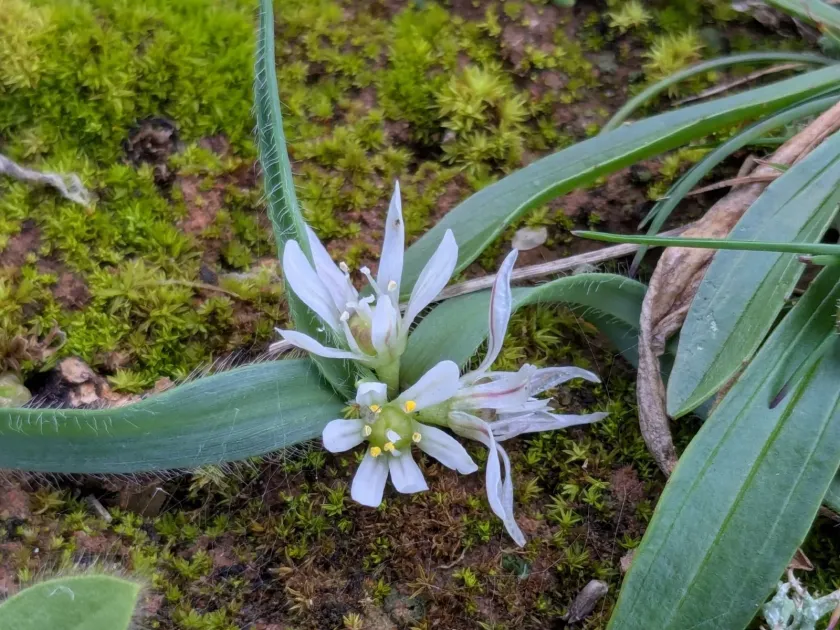 Allium chamaemoly