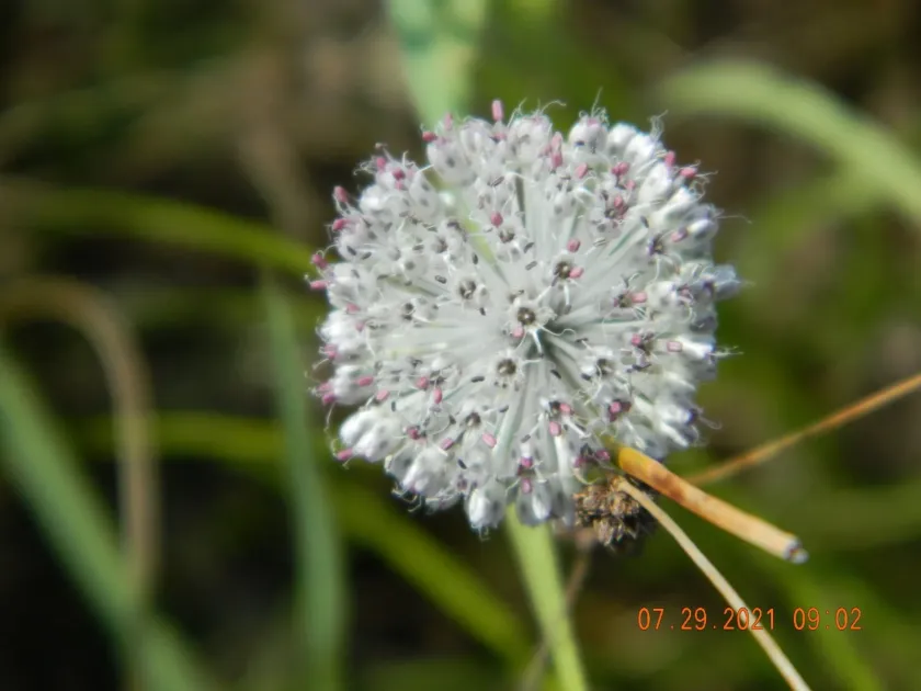 Spotted onion