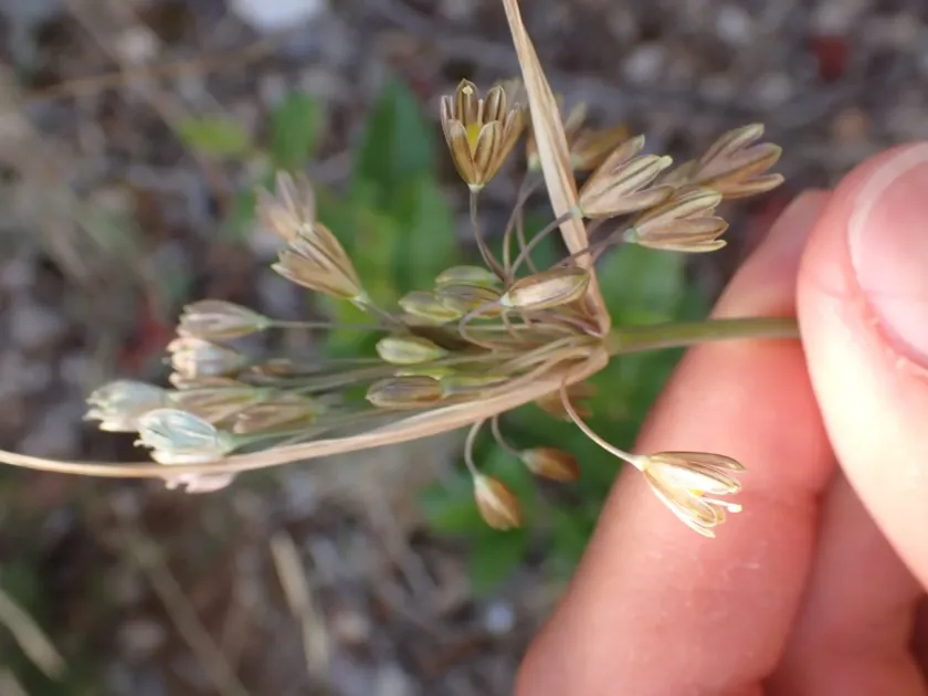 Oporinanthum onion
