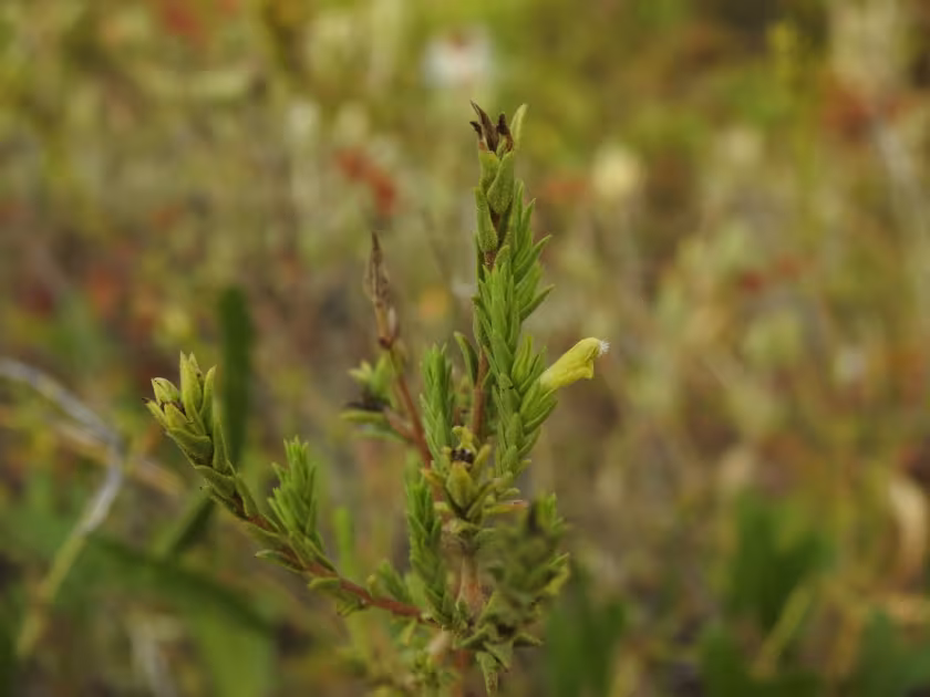 Nothobartsia asperrima