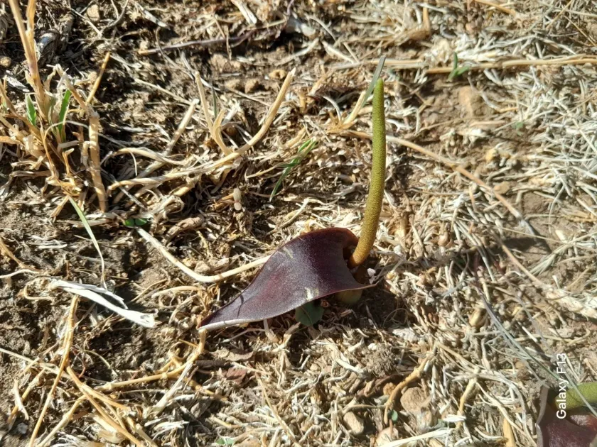 Biarum dispar
