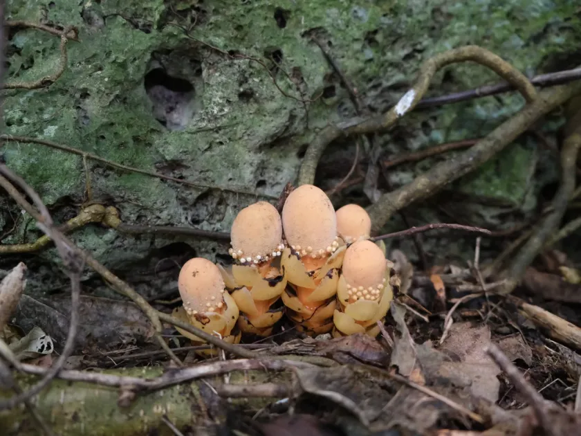 Balanophora japonica