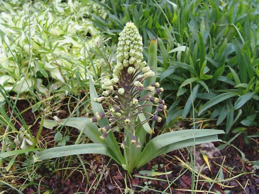 Bellevalia spicata