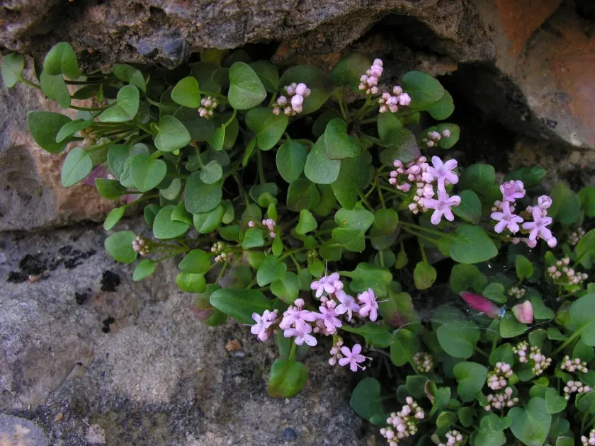 Valeriana longiflora