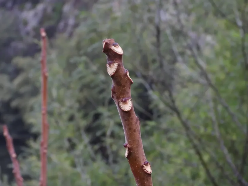 Tree of heaven
