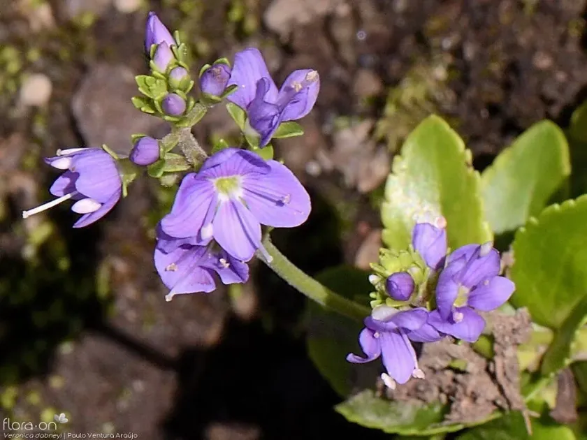 Veronica dabneyi
