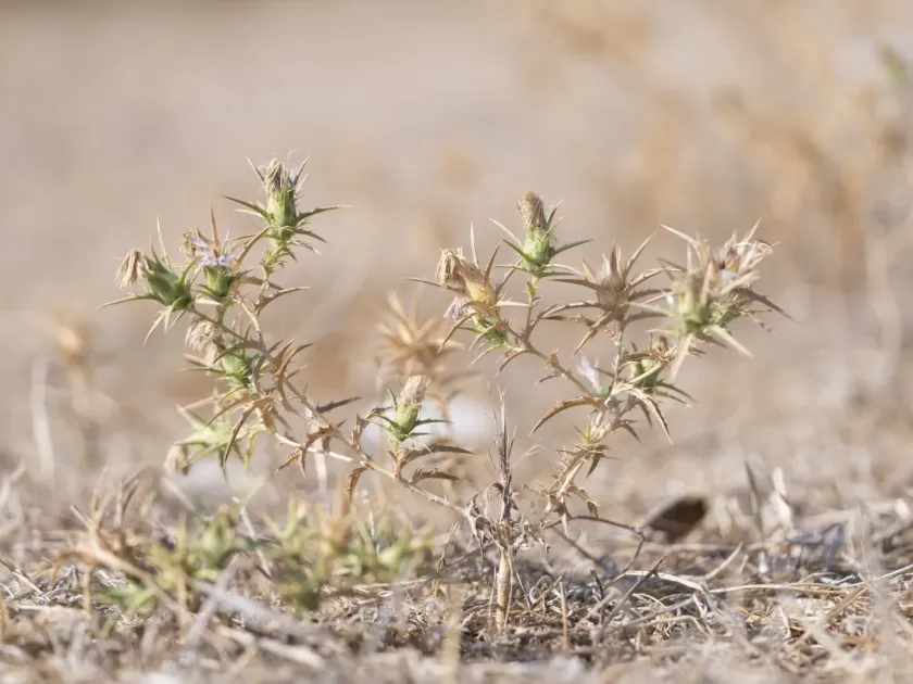 Boissier's safflower