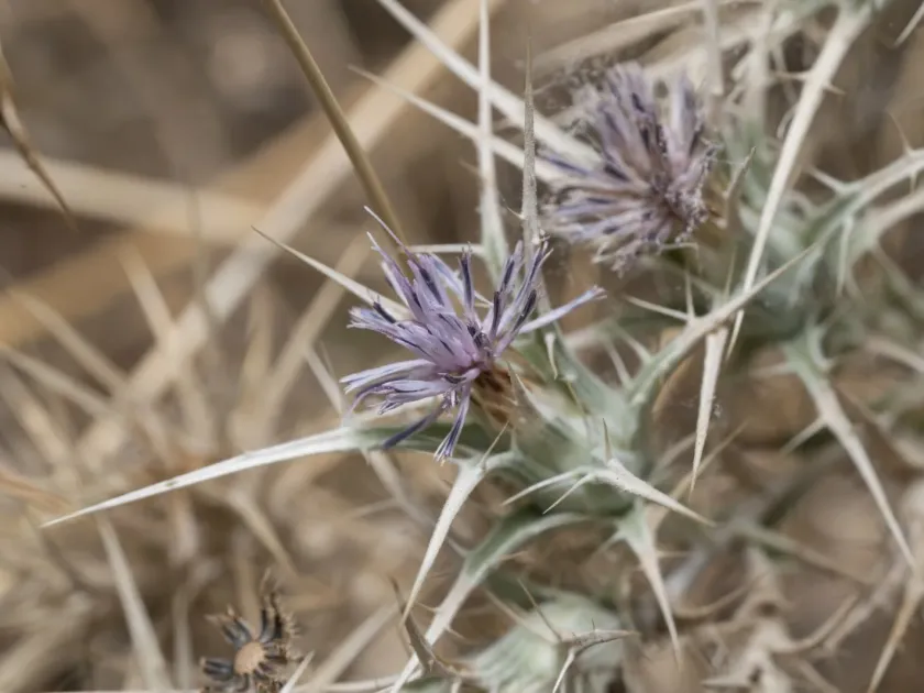 Carthamus dentatus