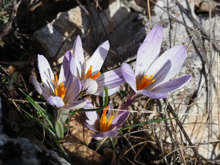 Crocus versicolor