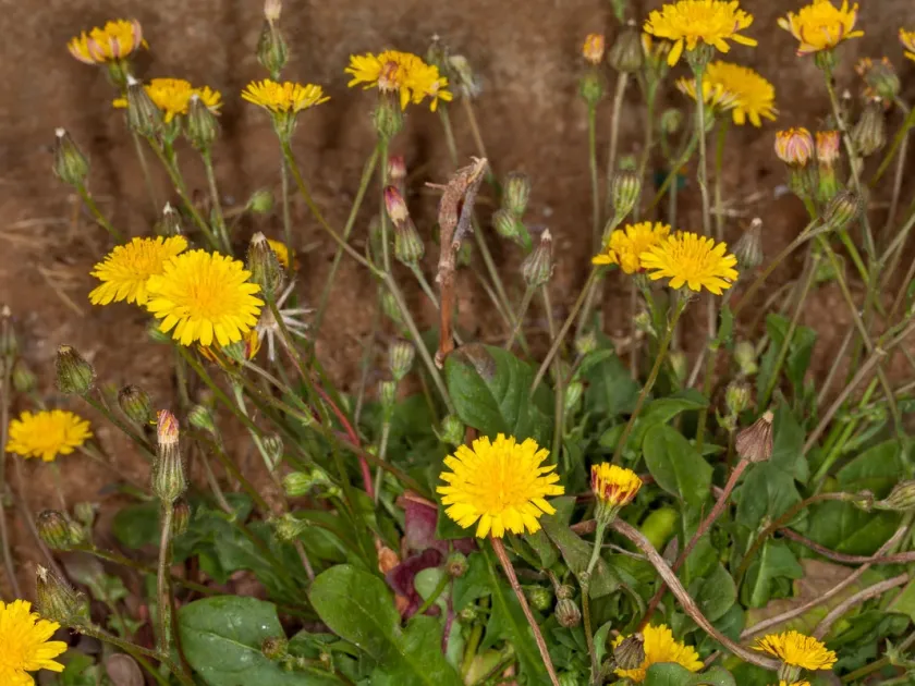 Crepis bellidifolia