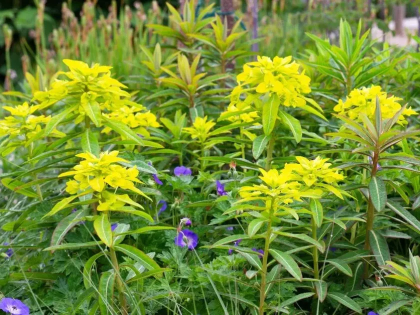 Don's Spurge