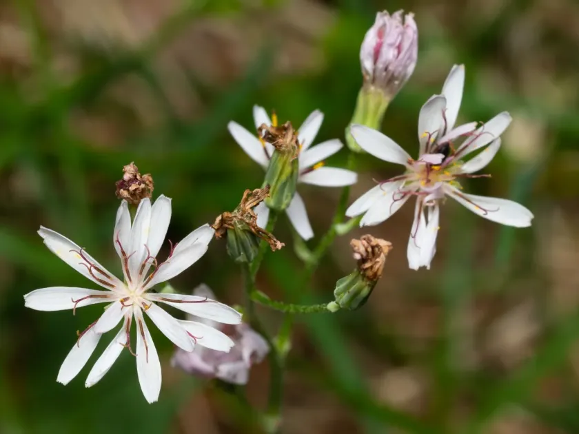 Crepis froelichiana
