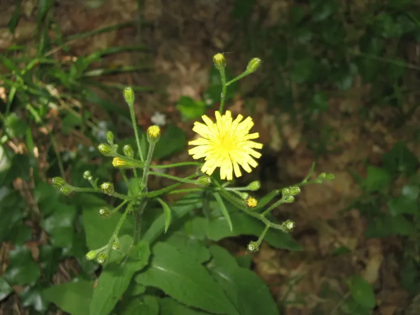 Crepis lampsanoides