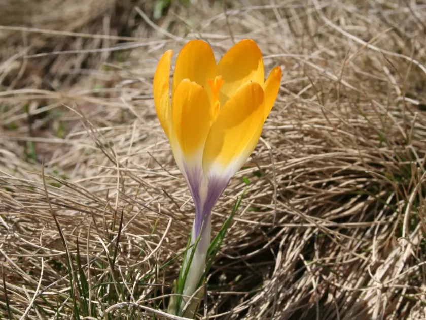 Scardus crocus