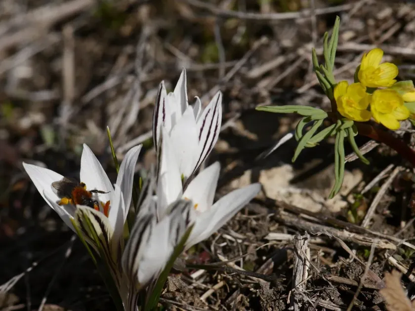 Reticulated crocus