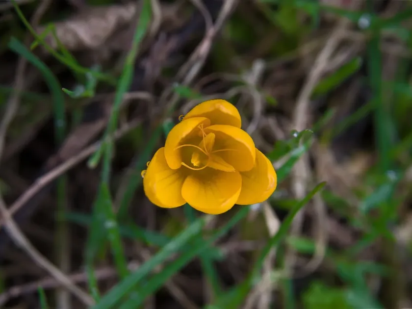 Crocus olivieri