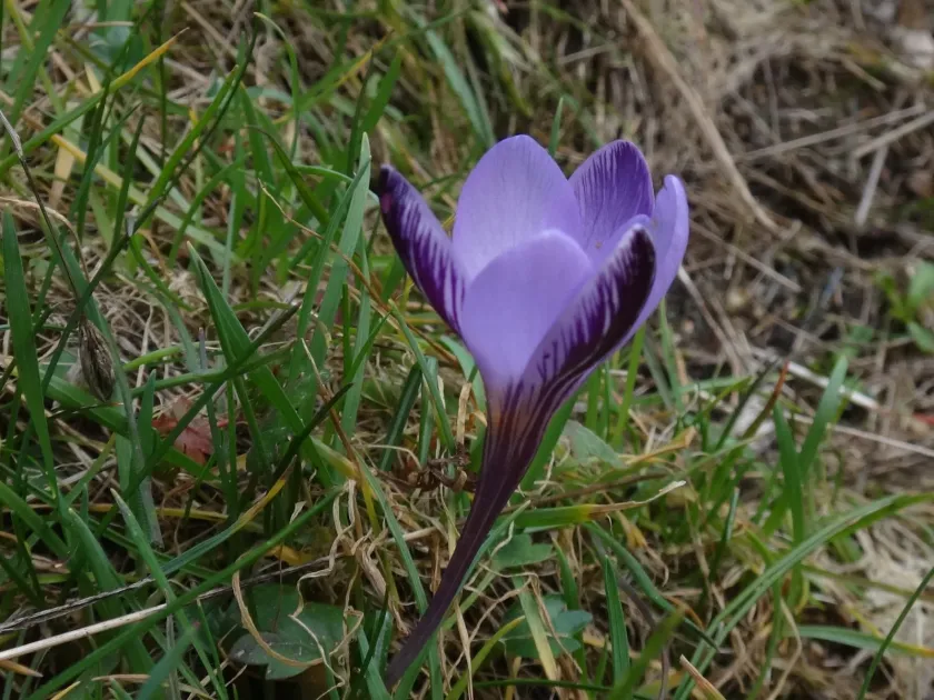 Crocus minimus
