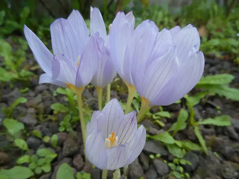 Kotschy's crocus