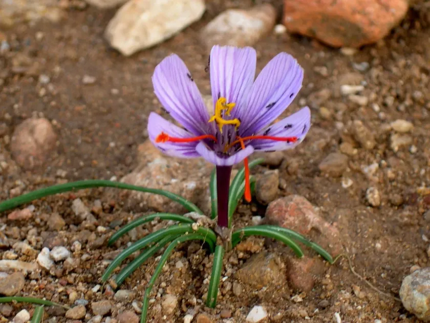 Crocus cartwrightianus