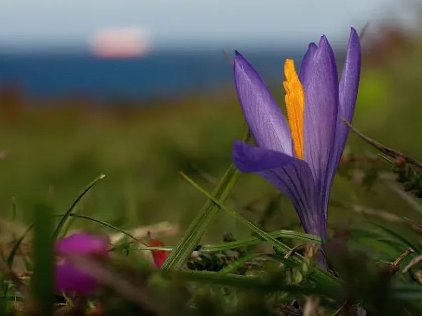 Clusius crocus