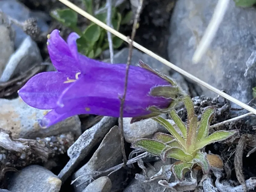 Campanula alpestris