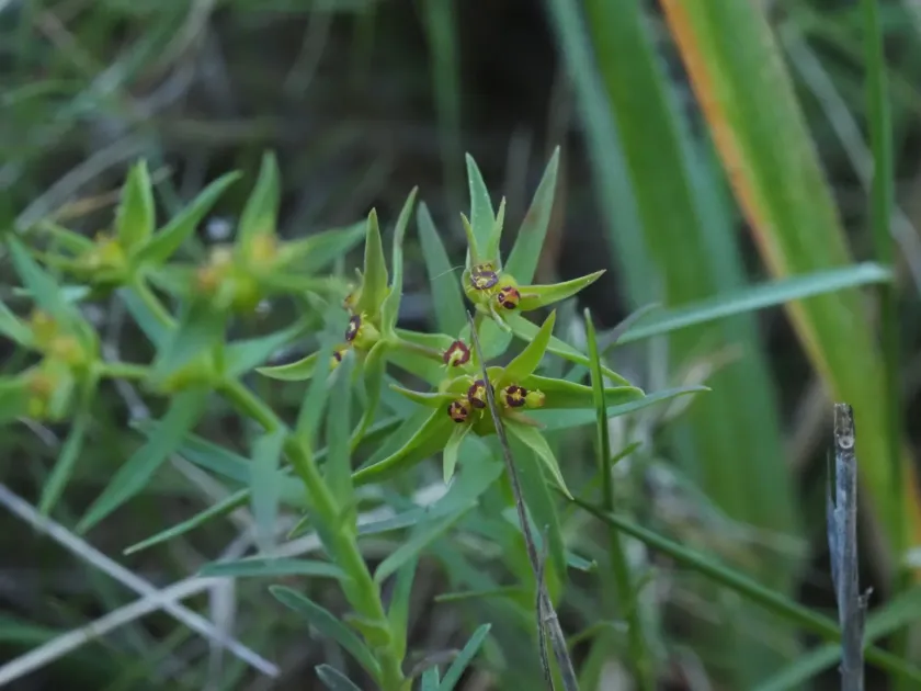 Dwarf spurge