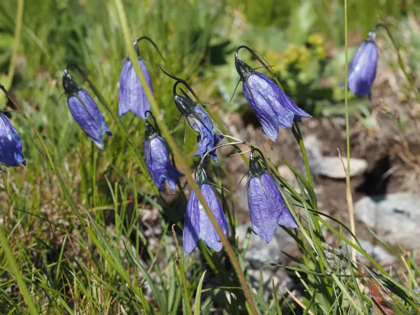 Scheuchzer's bellflower
