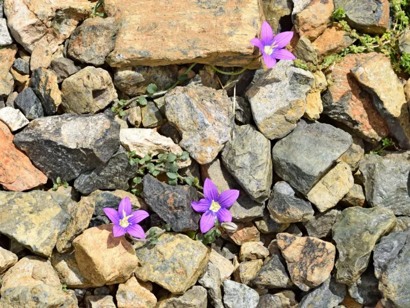 Campanula hawkinsiana