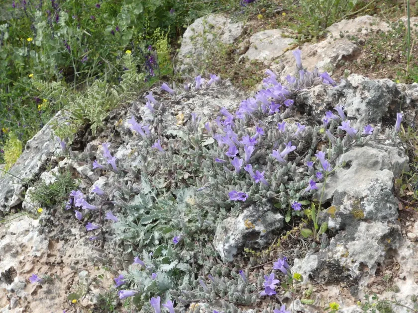 Topalian bellflower