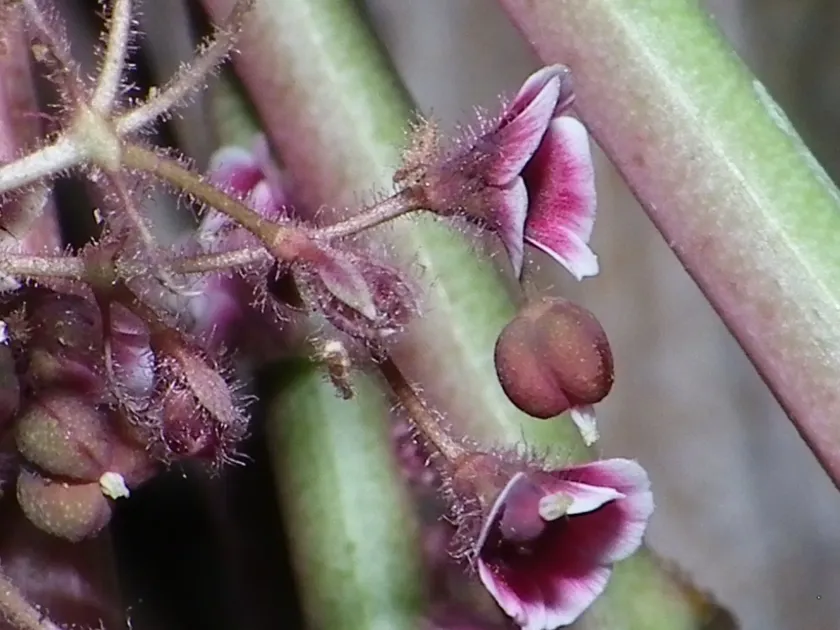 Euphorbia guiengola