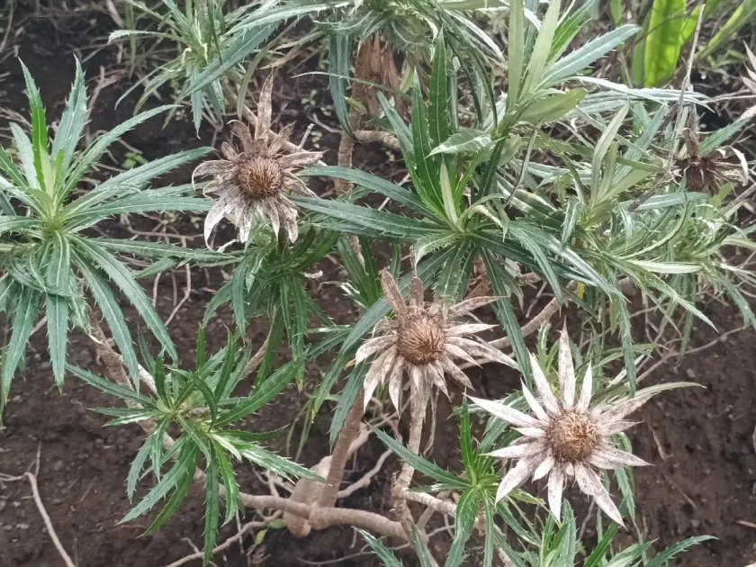 Willow-leaved carline thistle