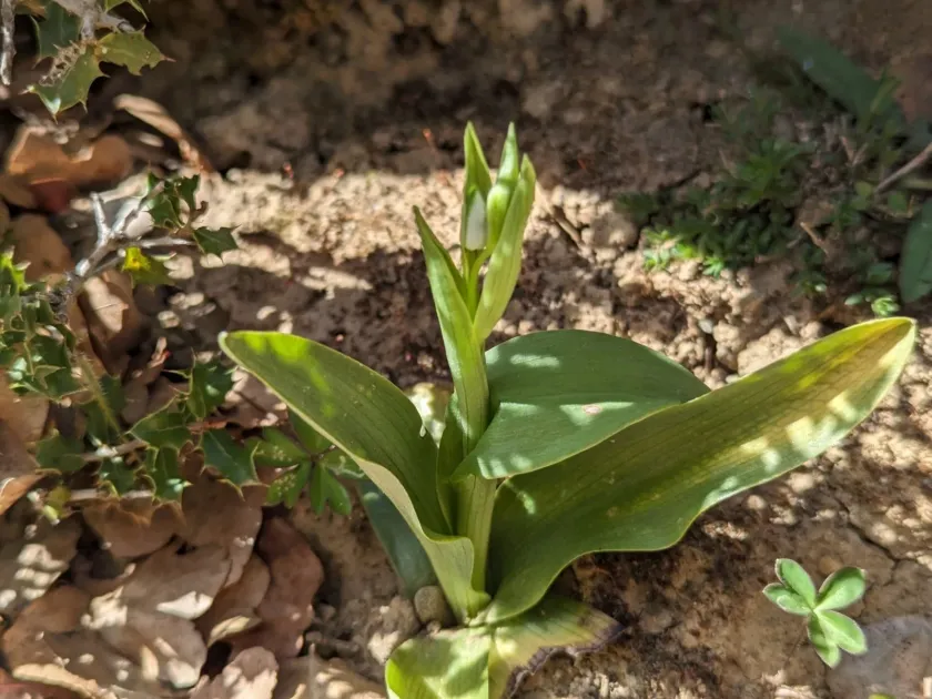 Cephalanthera cucullata
