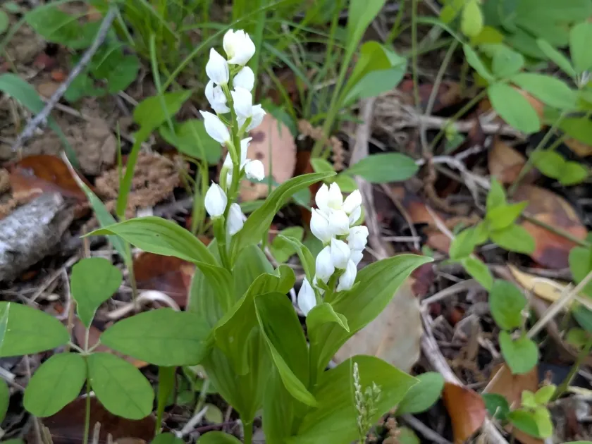 Cephalanthera erecta