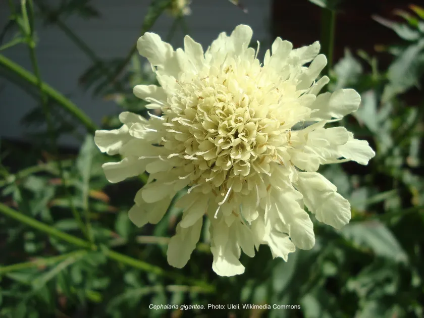 Giant scabious