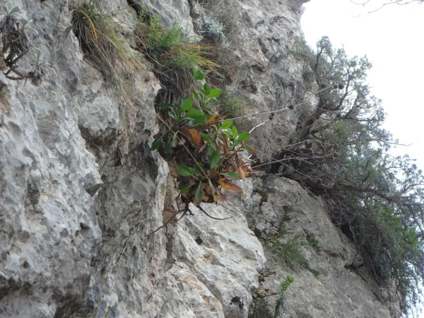Цефалярія луската