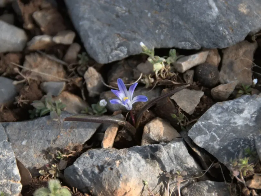 Scilla nana