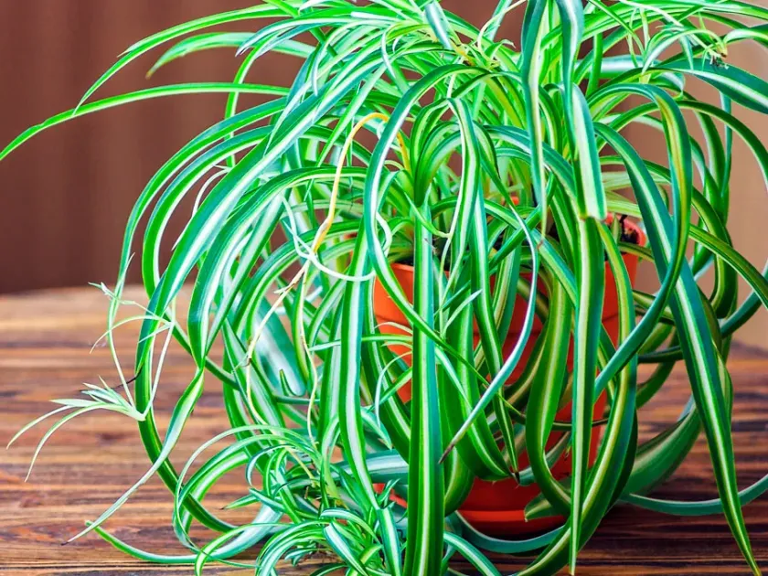 Хлорофитум капский