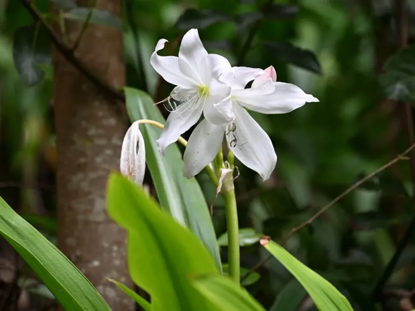 Crinum moorei
