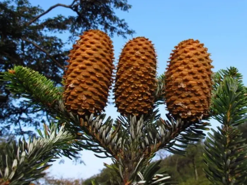 Yuanbaoshan fir
