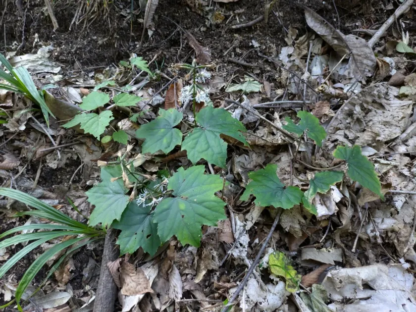 Ainsliaea acerifolia