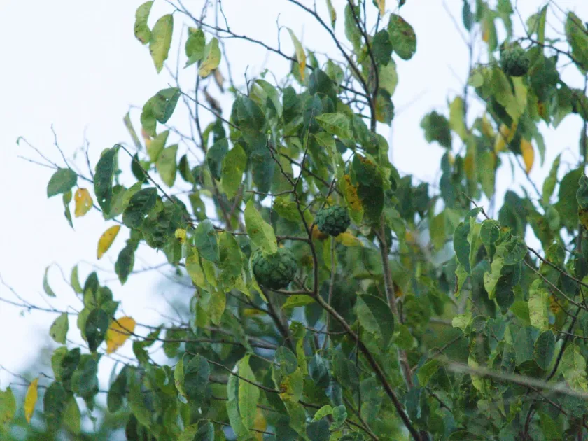Rollinia sylvatica