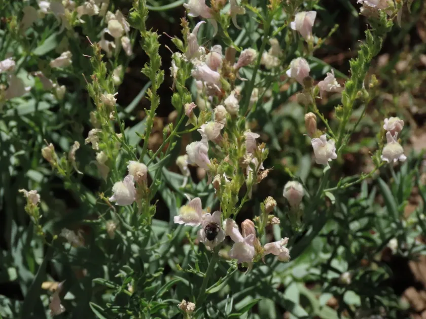 Snowy toadflax