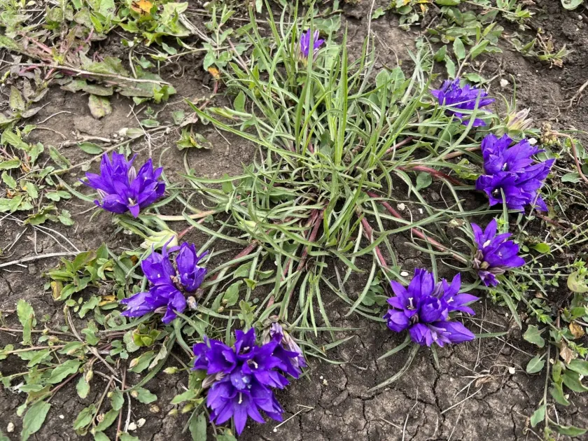 Dalmatian Edraianthus